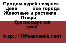 Продам курей несушек › Цена ­ 350 - Все города Животные и растения » Птицы   . Краснодарский край